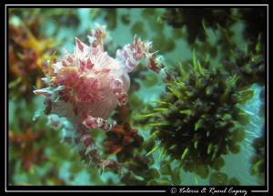 Hoplophrys oatesii by Raoul Caprez 